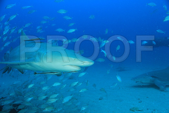 20150606_Scuba_OR_Miami_IMG_8819