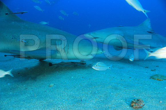 20150606_Scuba_OR_Miami_IMG_8797