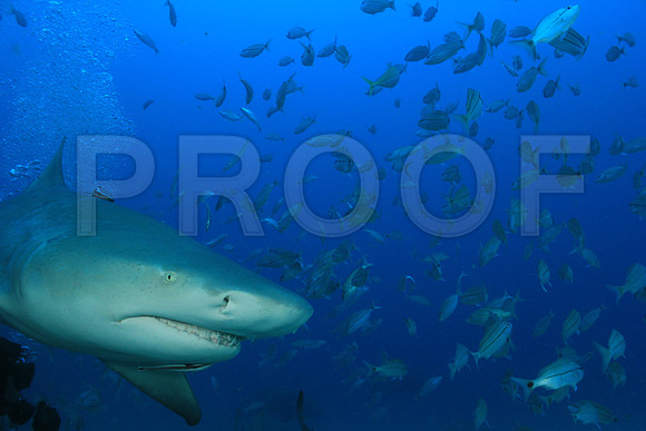 20150606_Scuba_OR_Miami_IMG_8762