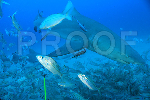 20150606_Scuba_OR_Miami_IMG_8871