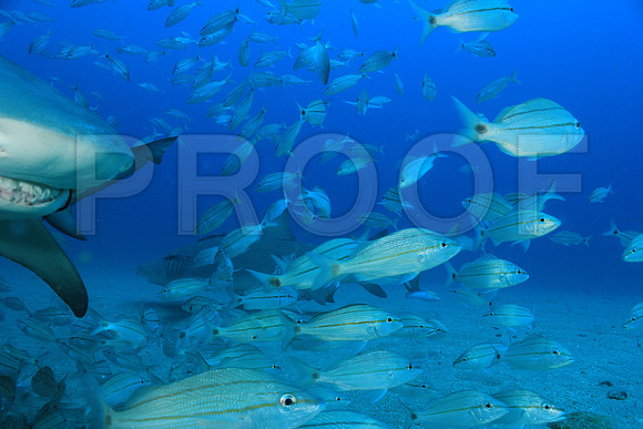 20150606_Scuba_OR_Miami_IMG_8773