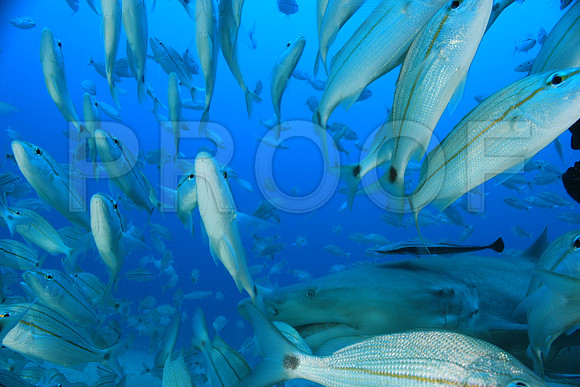 20150606_Scuba_OR_Miami_IMG_8923