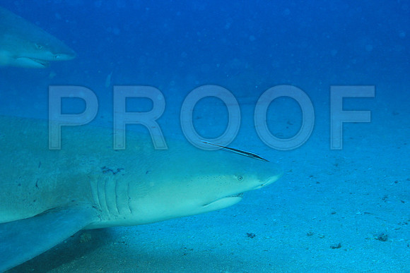 20150606_Scuba_OR_Miami_IMG_8857