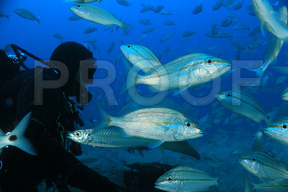 20150606_Scuba_OR_Miami_IMG_8784
