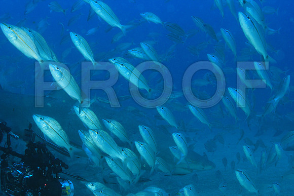 20150606_Scuba_OR_Miami_IMG_8838
