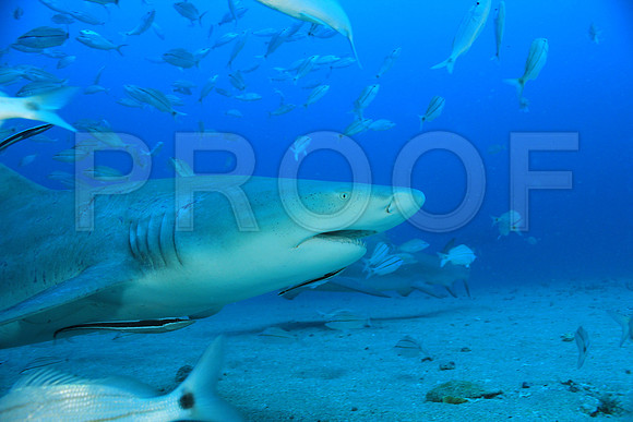 20150606_Scuba_OR_Miami_IMG_8796