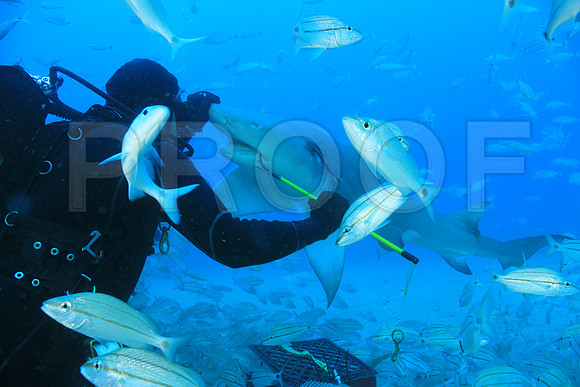 20150606_Scuba_OR_Miami_IMG_8791