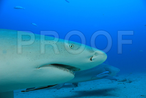20150606_Scuba_OR_Miami_IMG_8768