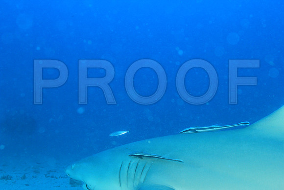 20150606_Scuba_OR_Miami_IMG_8850