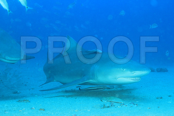20150606_Scuba_OR_Miami_IMG_8859