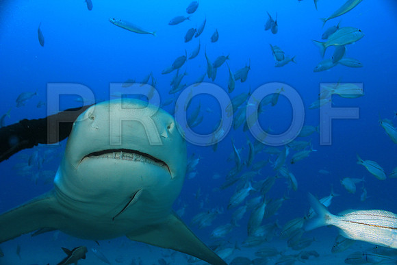 20150606_Scuba_OR_Miami_IMG_8803