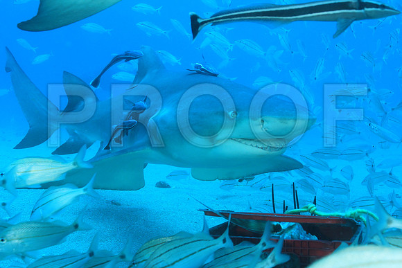 20150606_Scuba_OR_Miami_IMG_8900