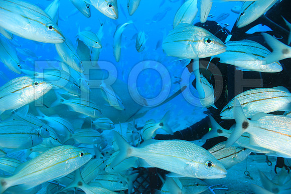 20150606_Scuba_OR_Miami_IMG_8888