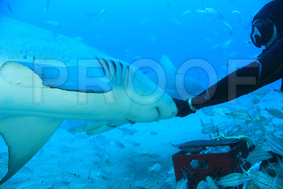20150606_Scuba_OR_Miami_IMG_8891