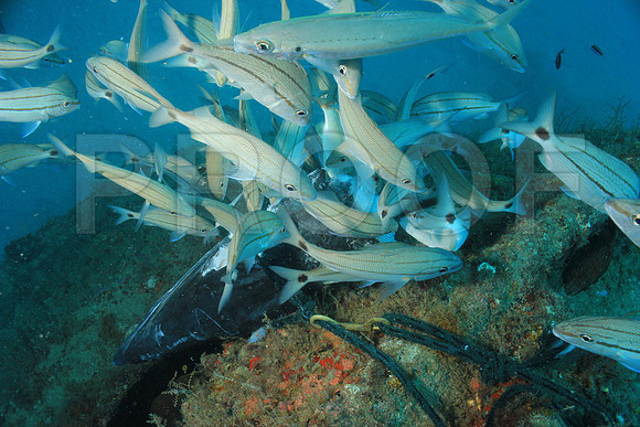 20150606_Scuba_OR_Miami_IMG_8830
