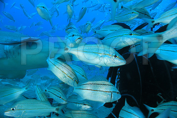 20150606_Scuba_OR_Miami_IMG_8920