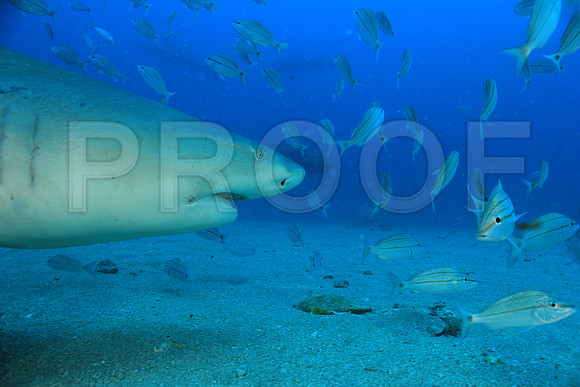 20150606_Scuba_OR_Miami_IMG_8783