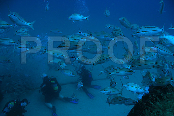 20150606_Scuba_OR_Miami_IMG_8828