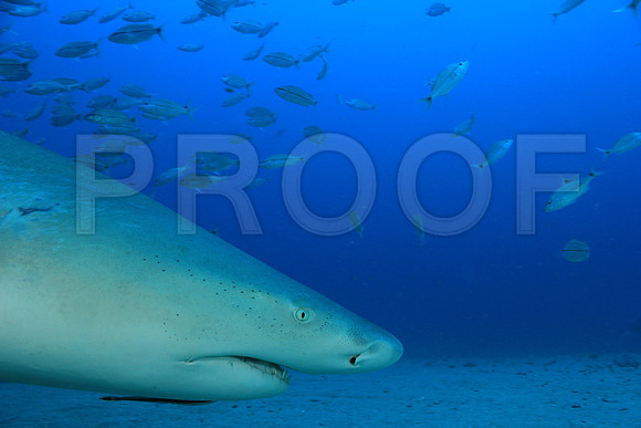 20150606_Scuba_OR_Miami_IMG_8763