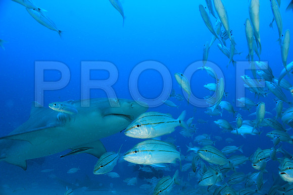 20150606_Scuba_OR_Miami_IMG_8884