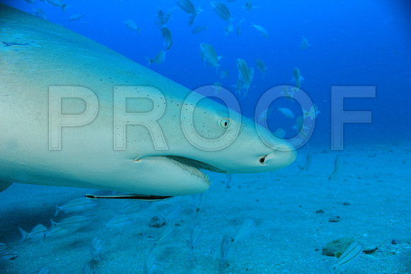20150606_Scuba_OR_Miami_IMG_8787