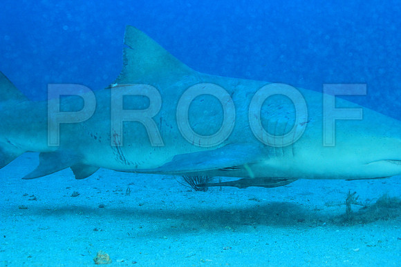 20150606_Scuba_OR_Miami_IMG_8852