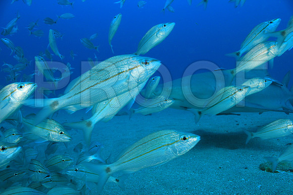 20150606_Scuba_OR_Miami_IMG_8770