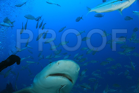 20150606_Scuba_OR_Miami_IMG_8794
