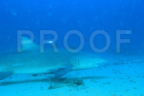 20150606_Scuba_OR_Miami_IMG_8847