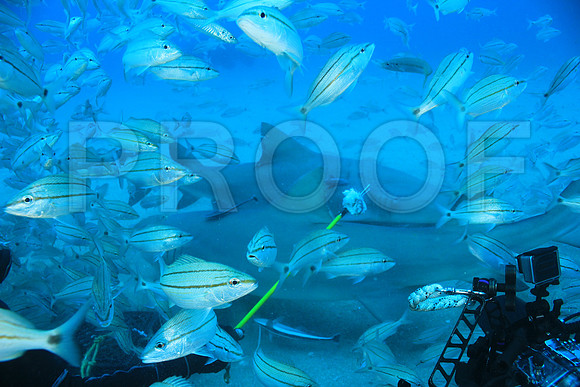 20150606_Scuba_OR_Miami_IMG_8872