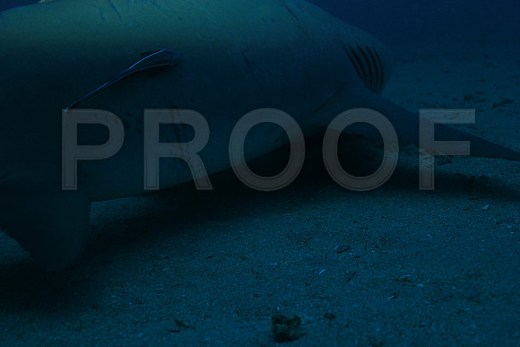 20150606_Scuba_OR_Miami_IMG_8863