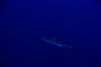 20150605_Scuba_OR_Miami_IMG_8736