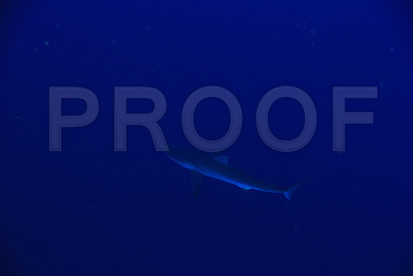 20150605_Scuba_OR_Miami_IMG_8736