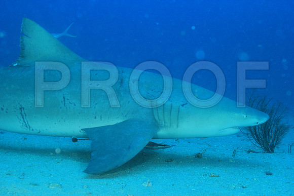 20150606_Scuba_OR_Miami_IMG_8839