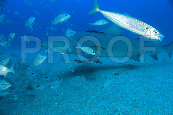 20150606_Scuba_OR_Miami_IMG_8807