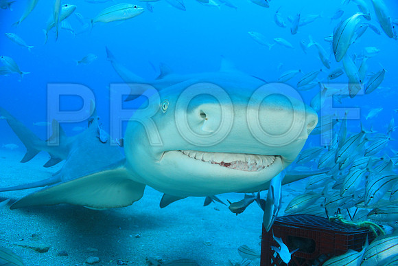 20150606_Scuba_OR_Miami_IMG_8915