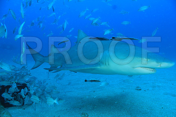 20150606_Scuba_OR_Miami_IMG_8758
