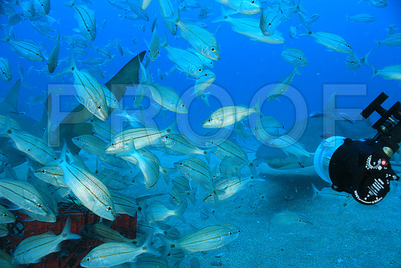 20150606_Scuba_OR_Miami_IMG_8867
