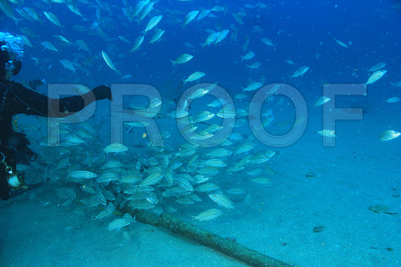 20150606_Scuba_OR_Miami_IMG_8818