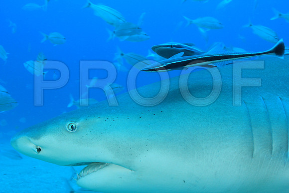 20150606_Scuba_OR_Miami_IMG_8905