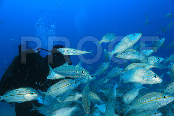20150606_Scuba_OR_Miami_IMG_8769