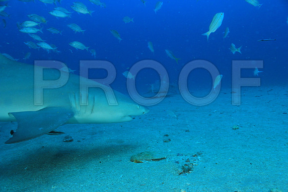 20150606_Scuba_OR_Miami_IMG_8761