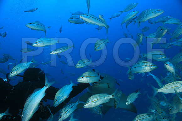 20150606_Scuba_OR_Miami_IMG_8795