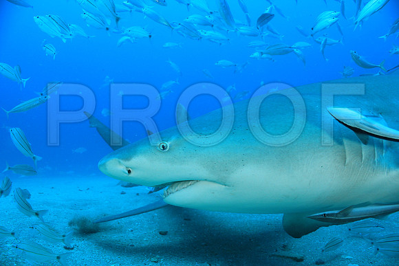 20150606_Scuba_OR_Miami_IMG_8912