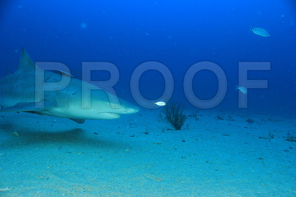 20150606_Scuba_OR_Miami_IMG_8835