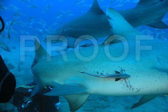 20150606_Scuba_OR_Miami_IMG_8868