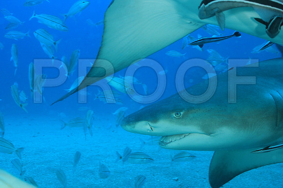 20150606_Scuba_OR_Miami_IMG_8901