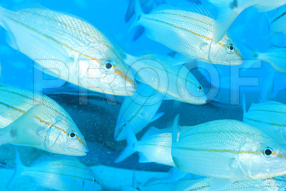 20150606_Scuba_OR_Miami_IMG_8897