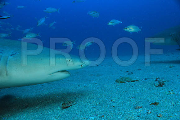 20150606_Scuba_OR_Miami_IMG_8805