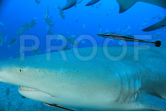 20150606_Scuba_OR_Miami_IMG_8885